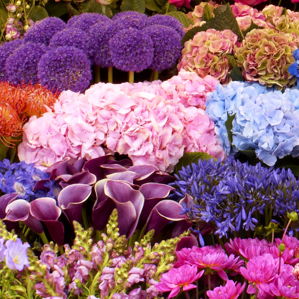 Pink and blue hydrangeas, purple alliums and colourful flowers from the stand’s photo collection